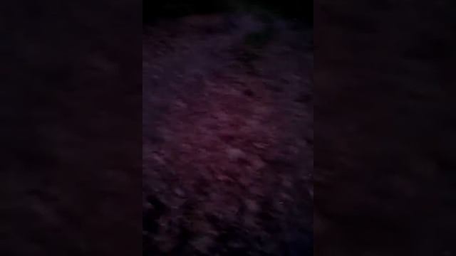 Ми в лесу! смотреть онлайн