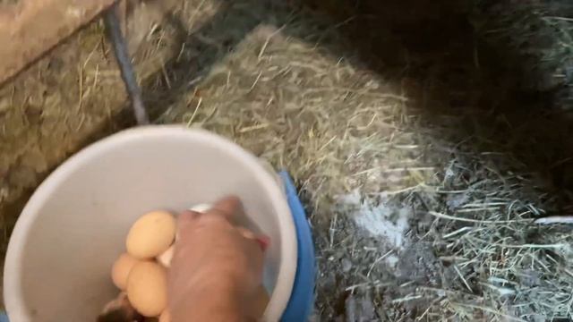 Появилось много мелких яиц-будет много квочек