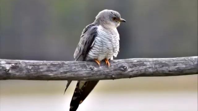 Птицы Якутии смотреть онлайн