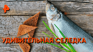 Удивительная селедка — Знаете ли вы, что?