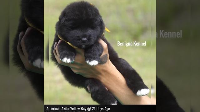 American Akita Puppy Yellow Boy @ 21 Days Age From Toretto & Korny🤣👍❤️ смотреть онлайн
