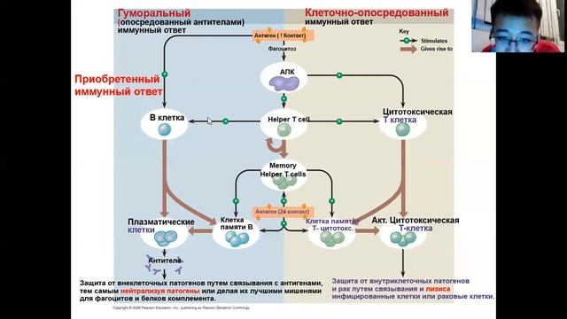 Иммунная система Урок 8. Механизм действия лимфоцитов. смотреть онлайн