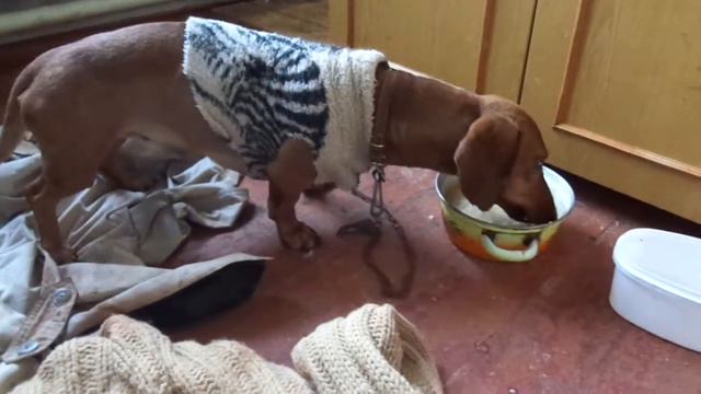 Приют Кушугума "Добрые ручки". смотреть онлайн