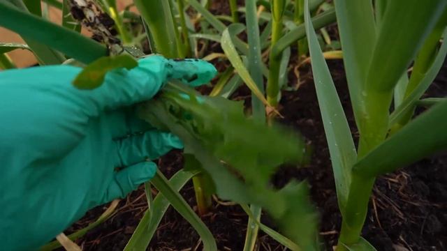 Желтеет чеснок. Что делать. смотреть онлайн