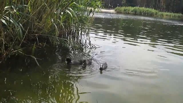 Птички в парке. Лысухи ныряют. Потешная ворона. смотреть онлайн