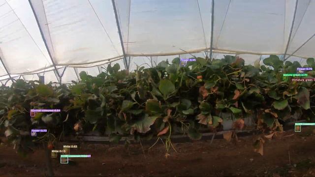 Bitwise Agronomy: Machine Learning - Strawberries смотреть онлайн