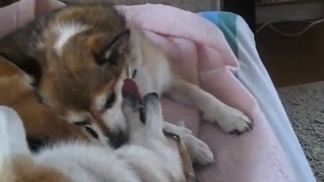 Norwegian Lundehund Makeout with Skadie and Modi смотреть онлайн