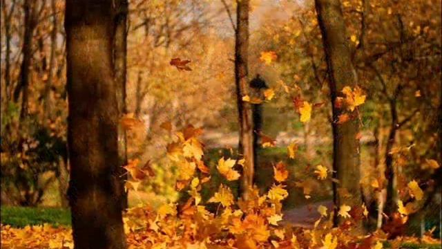 Листья жёлтые смотреть онлайн