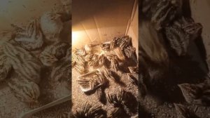 совместная инкубация куриных и перепелиных яиц, итог.