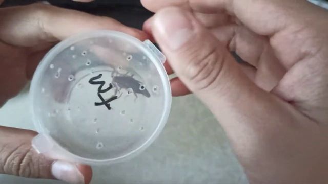 Открываю посылку с ядовитым скорпионом Lychas tricarinatus!☠️ смотреть онлайн