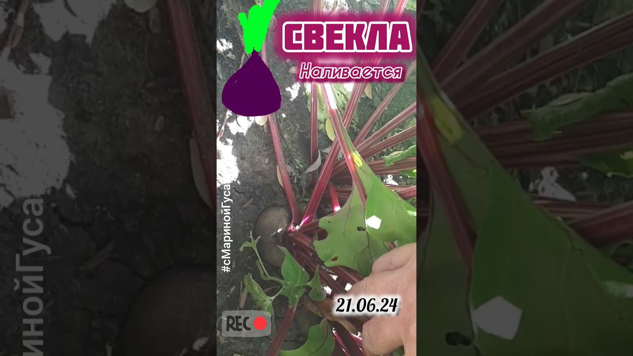 Ай да СВЕКЛА уже большая выросла. Можно выдергивать | с Мариной смотреть онлайн