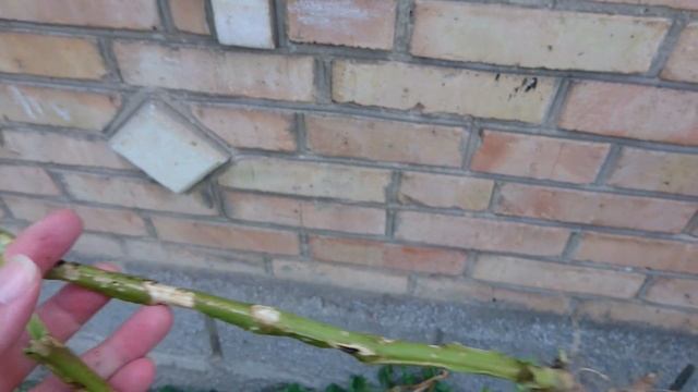 Даже не вздумайте садить это растение! Вывести невозможно! смотреть онлайн