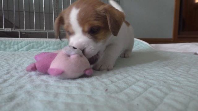 Puppy bites everything / Puppy is chewing. 1 month Puppy - teeth are cut / funny dog jack russell смотреть онлайн