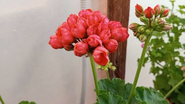 Sutarve Idols Rosalinda, Red Pandora, Ю Царская Невеста! смотреть онлайн