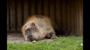 Капибара в дикой природе