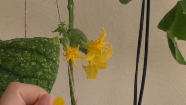 Опыление огурцов!!! Очень просто и быстро! смотреть онлайн