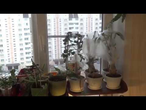 Цветы в моем доме. Комнатные растения. Обзор моих подоконников (сентябрь 2018)