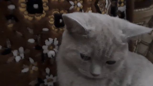 Песня Небо голубое от кошки сэмми смотреть онлайн