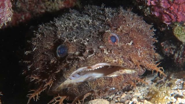 Toadfish Mating Call смотреть онлайн