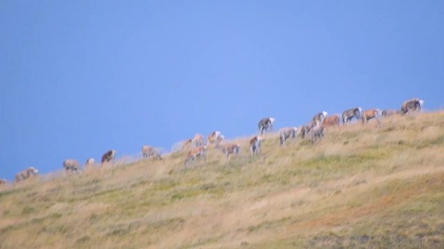 Учет численности благородного оленя в Кавказском заповеднике. Тропа в долину Мастакан. смотреть онлайн