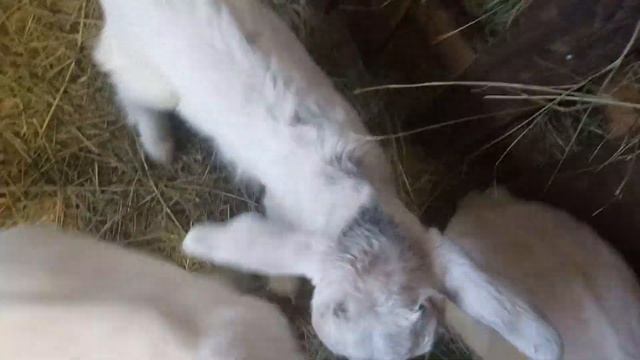 Научились пить из бутылки смотреть онлайн