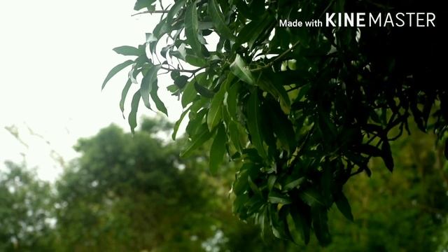 A nature- by Prithviraj borah/Nikon D 3500 смотреть онлайн