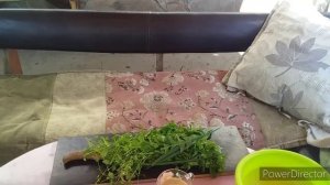 Индюшата Белая Широкогрудая,Северокавказская//Индюшатам 3 Недели//Чем Кормить Индюшат.