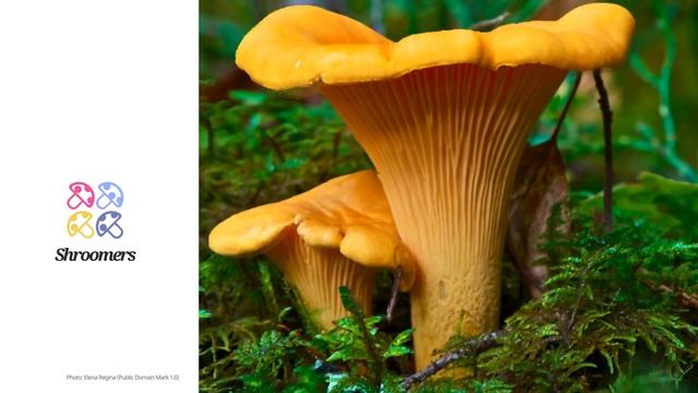 Chanterelle (Cantharellus cibarius) | Scientific Mushroom Profile | Shroomers смотреть онлайн