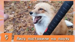ЛИСЯО. Алиса - Лиса. Забавные моменты 5