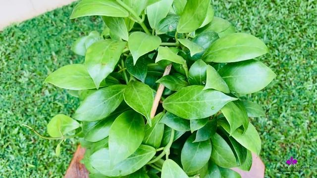 Hoya Highlights | Hoya Obscura