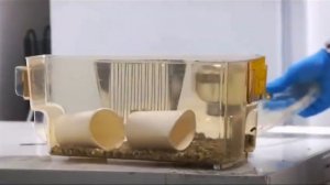 Семена лопуха. Удивительные свойства.