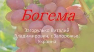Богема виноград.