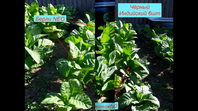 Сорта табака 3. 07.2017 смотреть онлайн