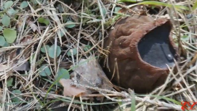 ??Первые весенние грибы?! Саркосома шаровидная!? смотреть онлайн