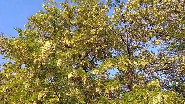 Акация. Лечебные свойства и противопоказания