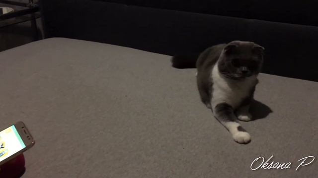 Реакция кошки на разговорник для котов🙀Мяукание/phrasebook for cats смотреть онлайн
