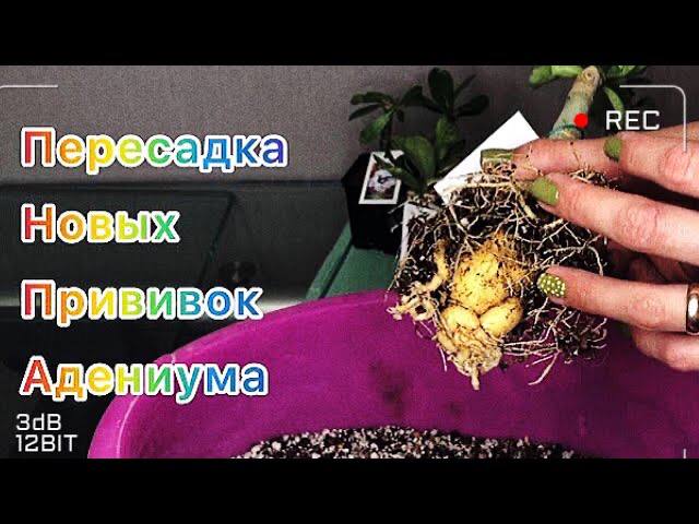 Адениум. Пересадка вновь прибывших прививок смотреть онлайн