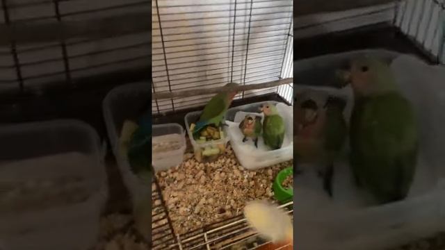 Ручные неразлучники кушают смесь смотреть онлайн