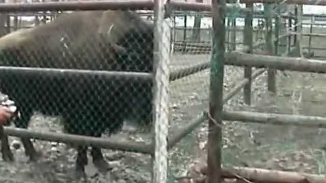 верблюд плюнул два раза!!! смотреть онлайн