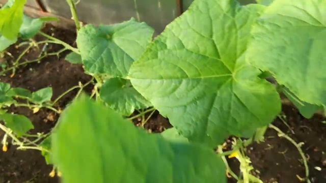 Формирование огурца в теплице. Продление плодоношения. смотреть онлайн