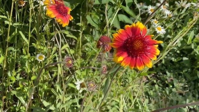 НЕПРИХОТЛИВЫЕ МНОГОЛЕТНИКИ РУДБЕКИЯ ВЫРАЩИВАНИЕ ЦВЕТЕНИЕ УХОД #многолетники #верандацветысадогород смотреть онлайн