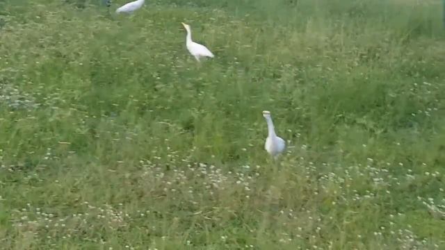 Цапли охотятся