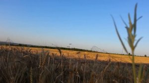 Ловля перепела на манок 13июля 2021