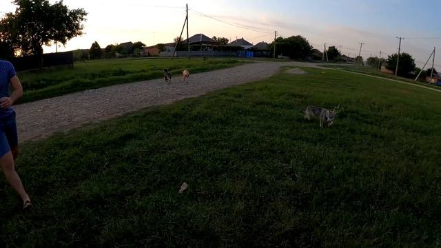 Прогулка с бандой по хутору!) Колобок гузует!!!)) Питбуль Кими/Волчонок Луна/Дворянин Колобок. смотреть онлайн