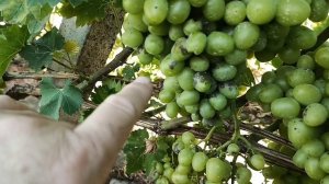 Как «Хорус» спас виноград от оидиума.