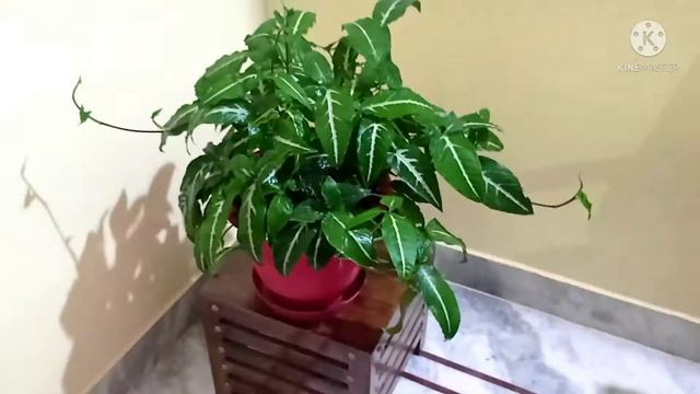Syngonium Wendlandii Care& Propagation/all About Syngonium Wendlandii
