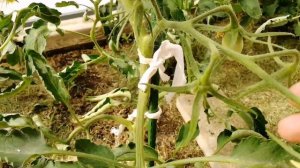 Как вместить в одну теплицу помидоры, огурцы, баклажаны и перцы