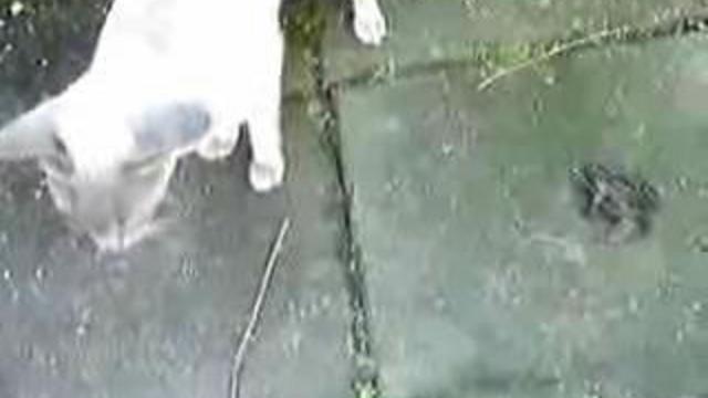 Прикольная лягуха смотреть онлайн