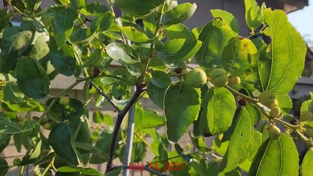 Jujube Harvest From Container Grown Trees