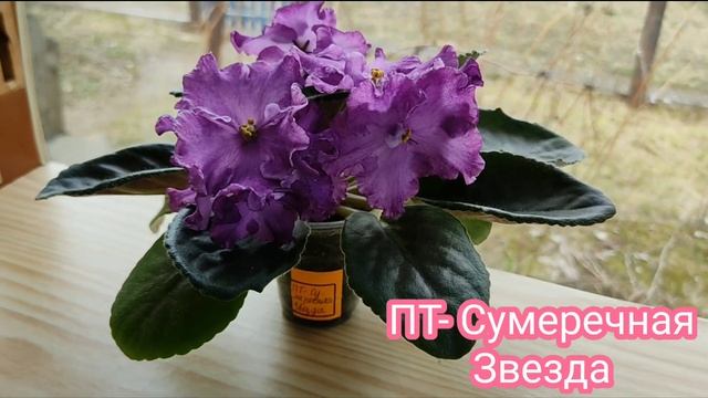 КРАСИВЫЕ ЦВЕТУЩИЕ ФИАЛКИ. смотреть онлайн